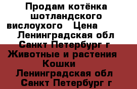 Продам котёнка шотландского вислоухого › Цена ­ 8 000 - Ленинградская обл., Санкт-Петербург г. Животные и растения » Кошки   . Ленинградская обл.,Санкт-Петербург г.